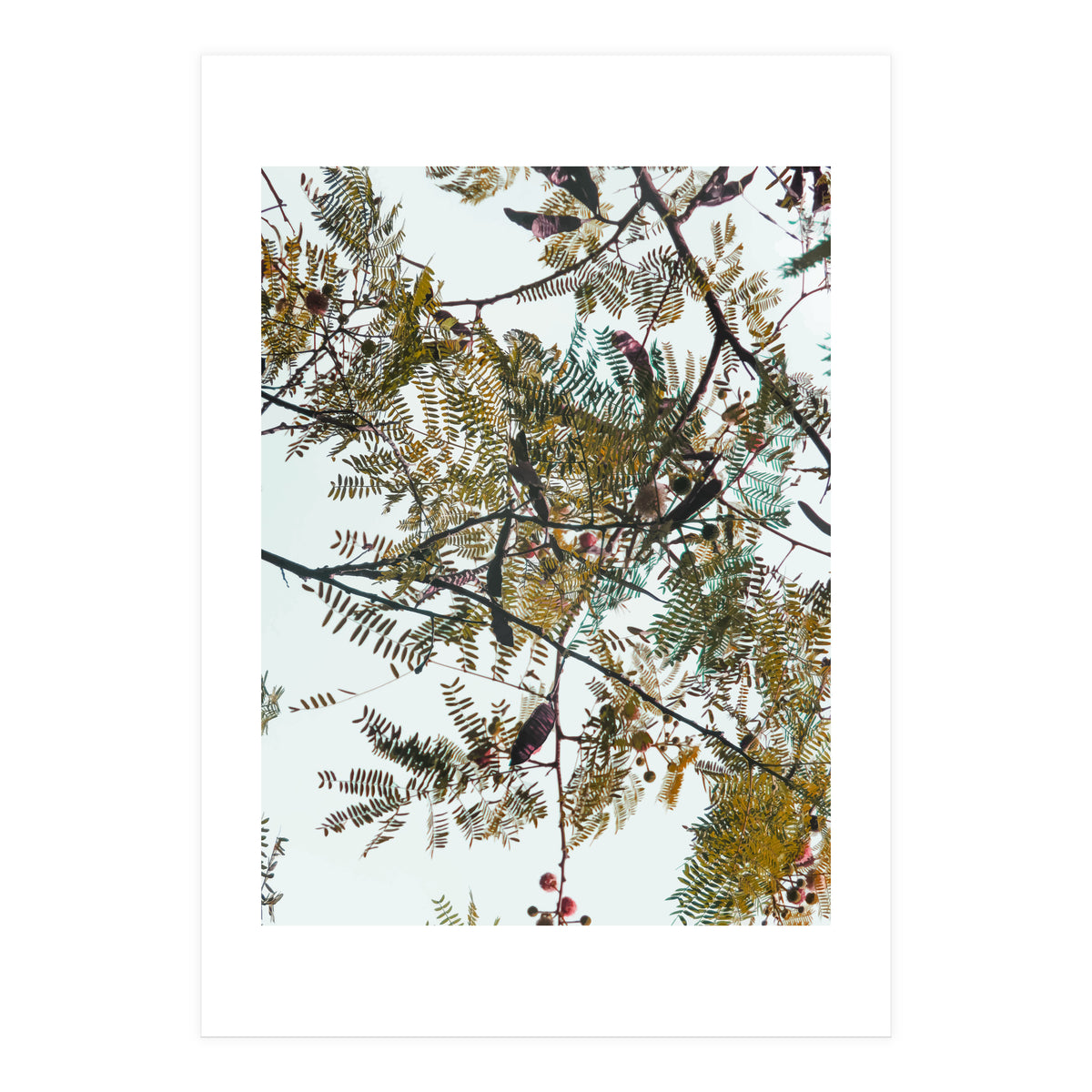 Patterns In Nature (Print Only)