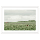 Horses in the middle of the green field - Iceland thumbnail