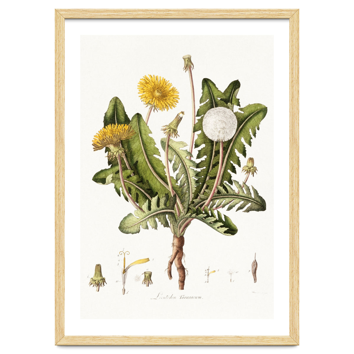 William Curtis – Dandelion (1777–1798)