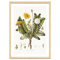 William Curtis – Dandelion (1777–1798)