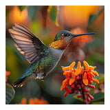 Hummingbird Hovering Near Orange Flowers (Print Only) thumbnail
