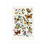 Paul Gervais – Butterfly and Moth Natural History Illustration (1842) (Print Only) thumbnail