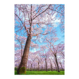 Spring in optima forma (Print Only) thumbnail