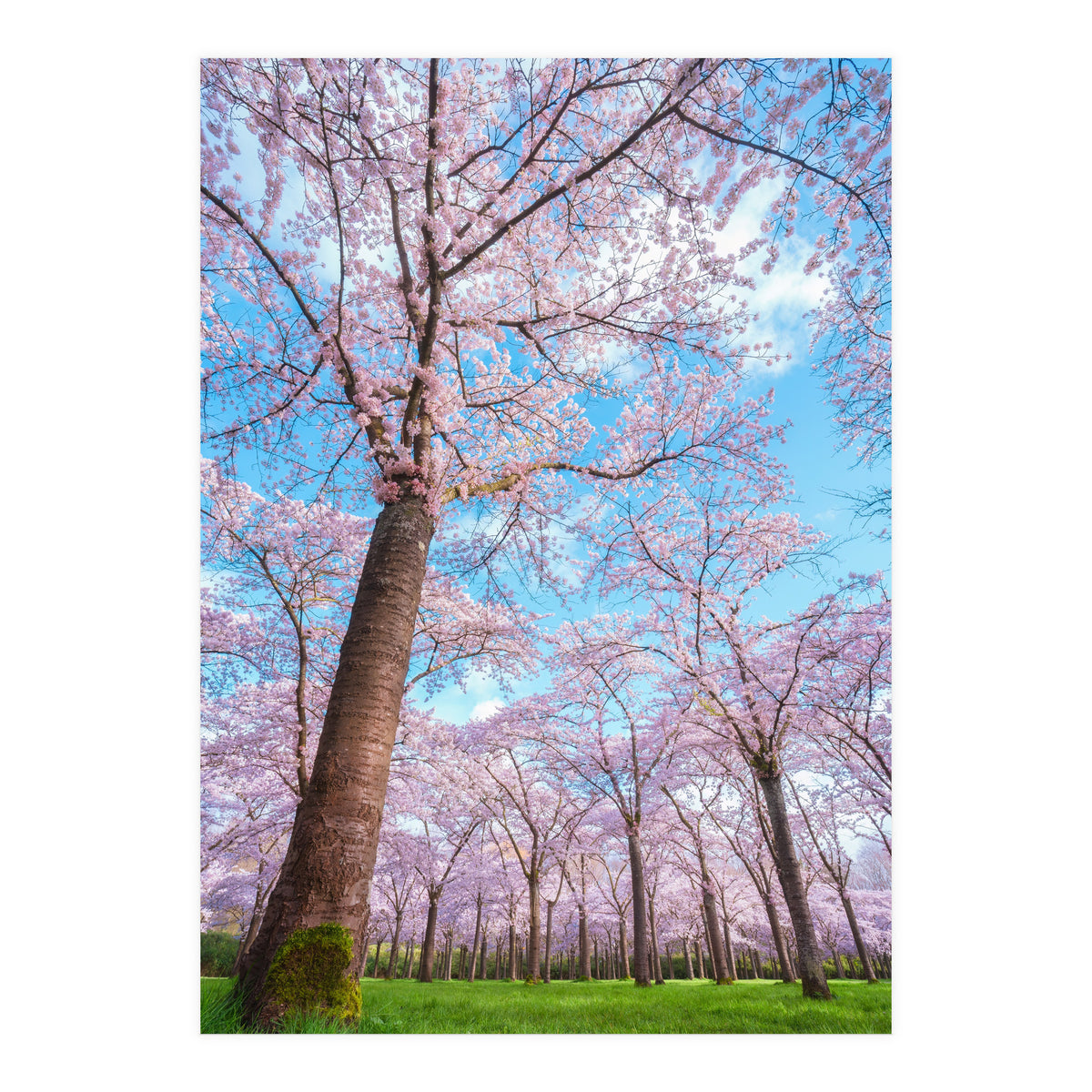 Spring in optima forma (Print Only)