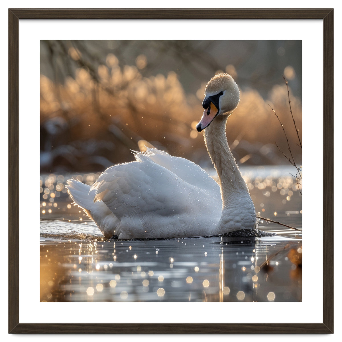 Majestic Swan On Calm Water During Sunset Nature Scene