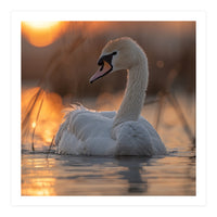 Majestic Swan Swimming At Sunrise Serene Water (Print Only)