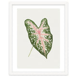 Caladium ‘Carolyn Whorton’ Leaf (Hand Drawn Illustration) thumbnail