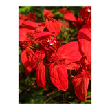 Red Quisqualls Plant Flowers (Print Only) thumbnail