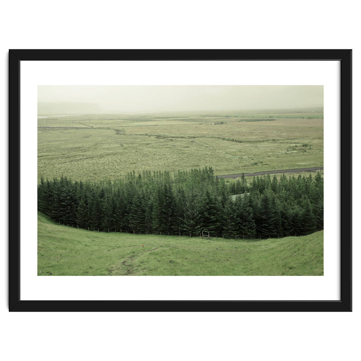 Small forest - Iceland