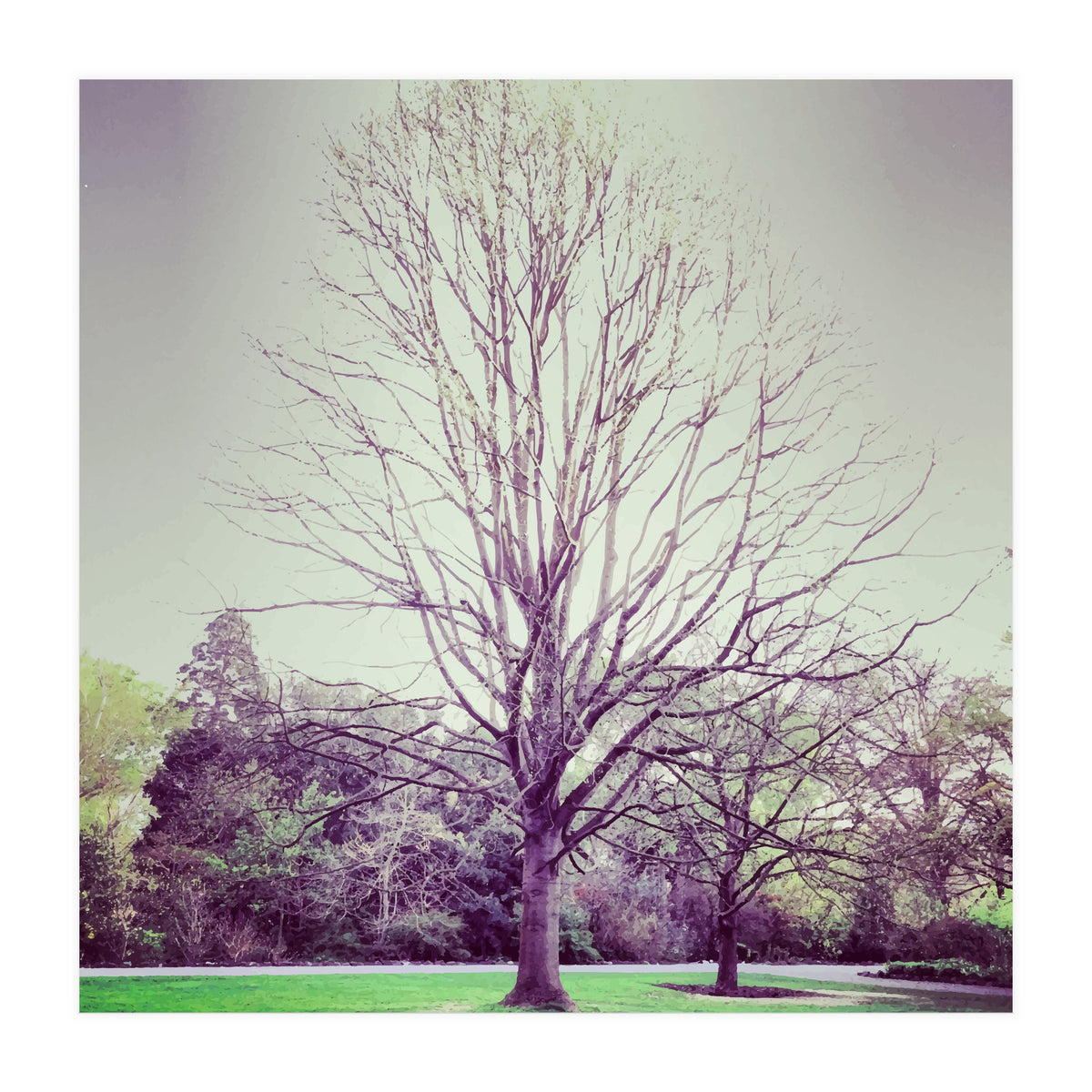 Tree Of Dreams (Print Only)