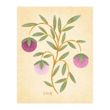 Vintage Fruits (Print Only) thumbnail