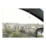 LIVING TOGETHER - WHITE COWS FAMILY (Print Only) thumbnail