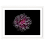 Backyard Flowers No 116 Color Version thumbnail