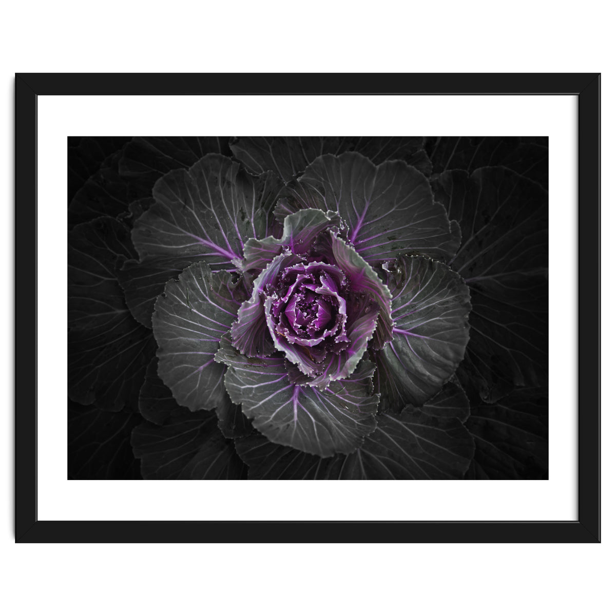 Backyard Flowers No 108 Color Version