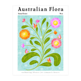 Australian Flora: Straw Flower (Print Only) thumbnail