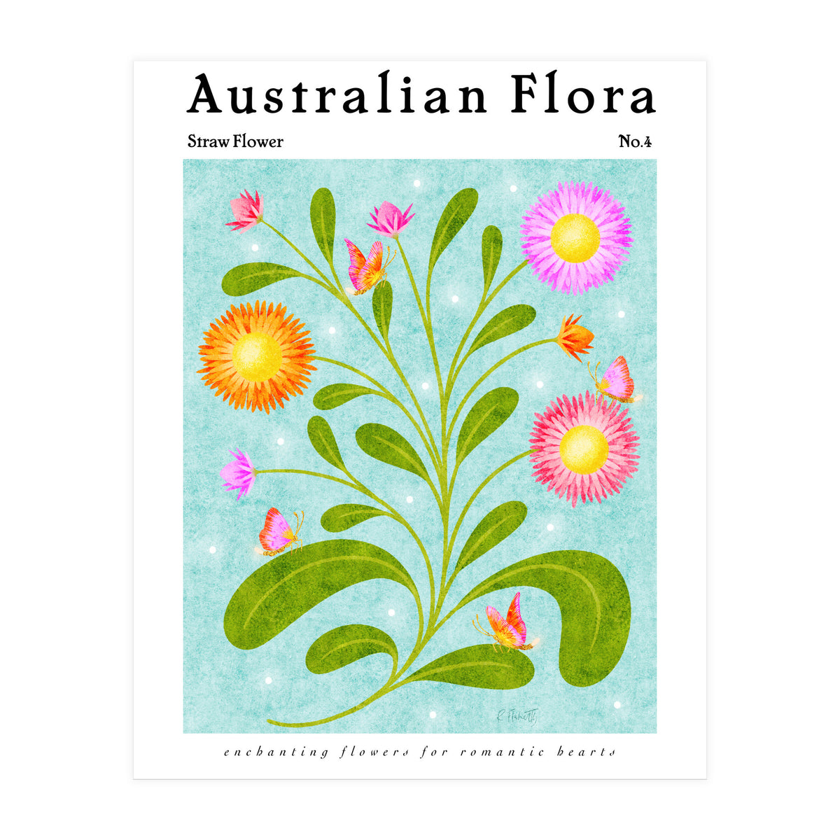 Australian Flora: Straw Flower (Print Only)