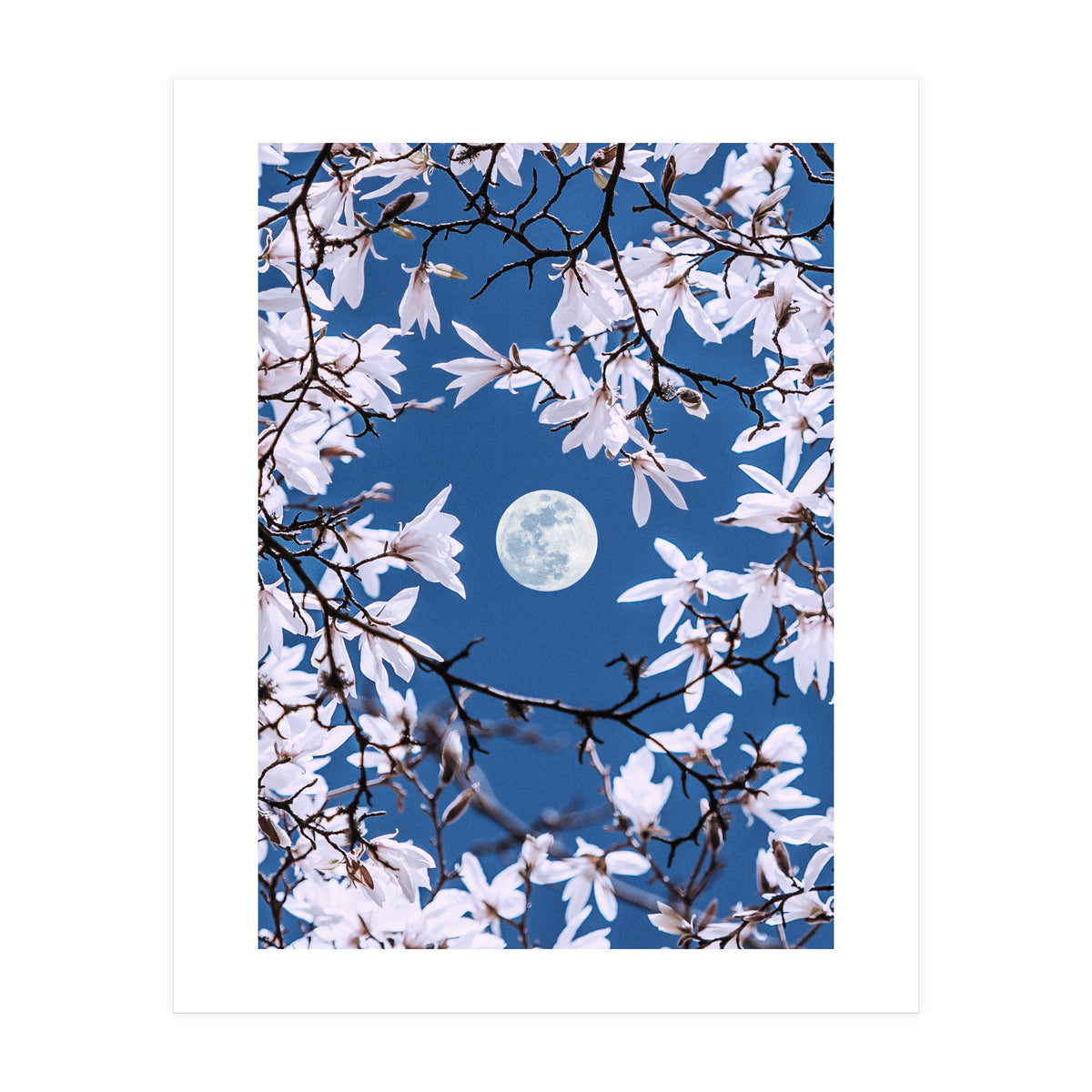 Moon Branches (Print Only)