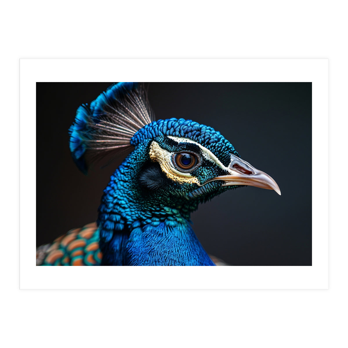 Close Up Peacock Head Blue Green Feather  (Print Only)
