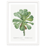 Pierre-Joseph Redouté – Sempervivum Canariense (1799) thumbnail