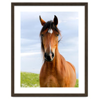 Brown Horse
