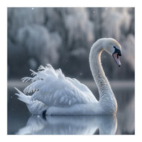 Majestic White Swan Gracefully Floating On Water (Print Only)
