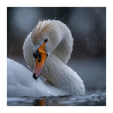 White Swan Bird With Water Droplets In Rain (Print Only) thumbnail