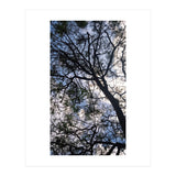 Tree from below  (Print Only) thumbnail