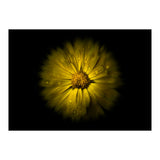 Backyard Flowers No 10 Color Flow Version (Print Only) thumbnail