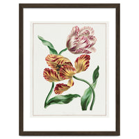 John Edwards – Various Tulips (1791)