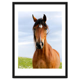 Brown Horse thumbnail