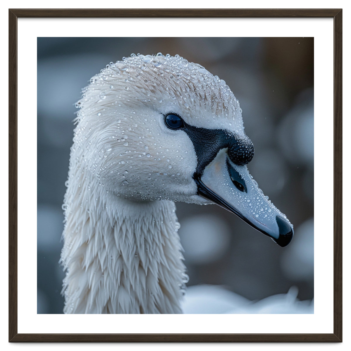 Close Up Of A Swan Head Covered In Water Droplets