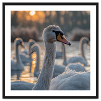 Close Up Of Swan With Water Droplets At Sunrise