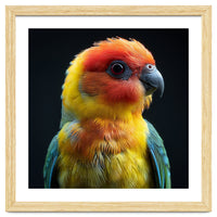 Vibrant Sun Conure Parrot Close Up Portrait