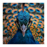 Close Up Peacock Head And Eye With Feathers (Print Only) thumbnail