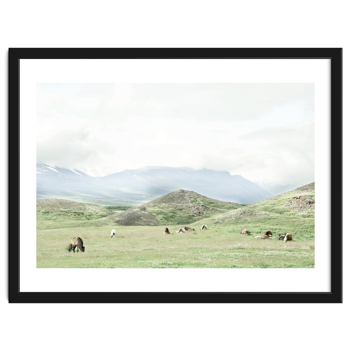 Relaxing horses on a sunny day calm field - Iceland