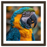 Blue And Yellow Macaw Parrot Close Up Portrait thumbnail
