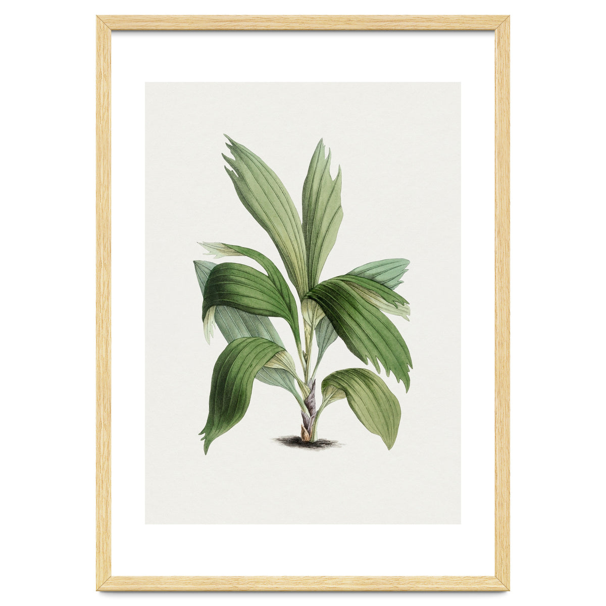 Areca Palm (Hand Drawn Botanical Illustration)