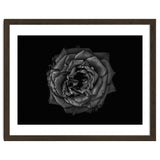Backyard Flowers In Black And White No 110 thumbnail