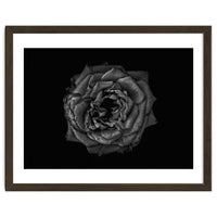 Backyard Flowers In Black And White No 110