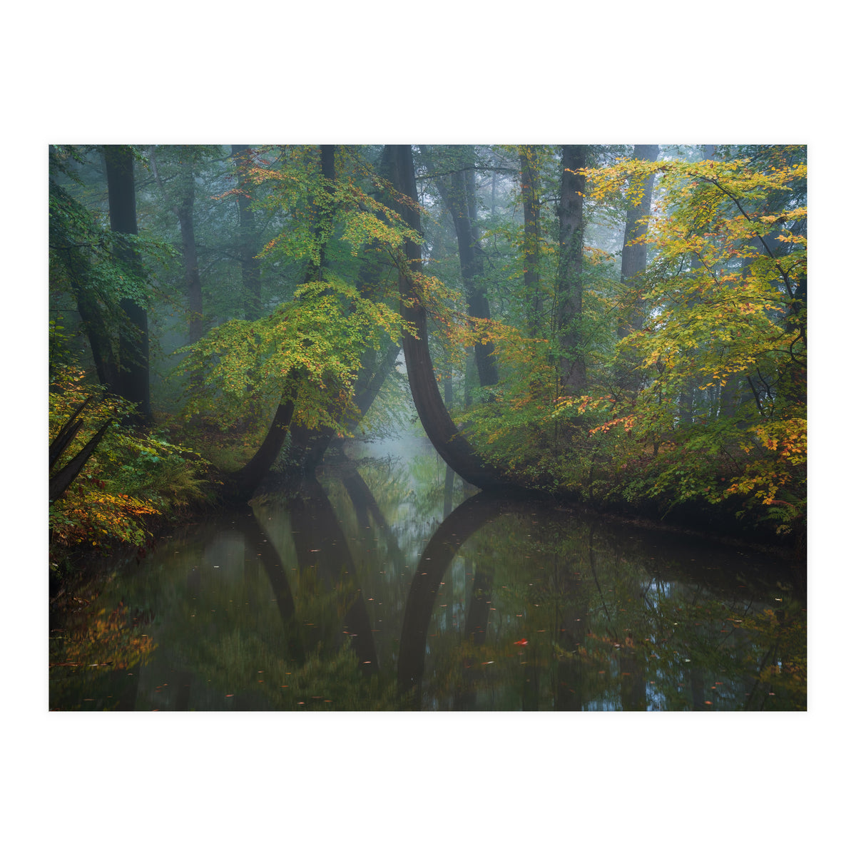 The bent trees (Print Only)