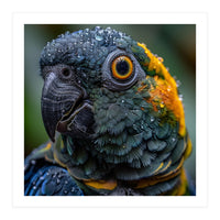 Close Up Of A Wet Macaw Parrot Head (Print Only)