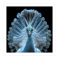 Majestic White Peacock Displaying Its Feathers (Print Only)