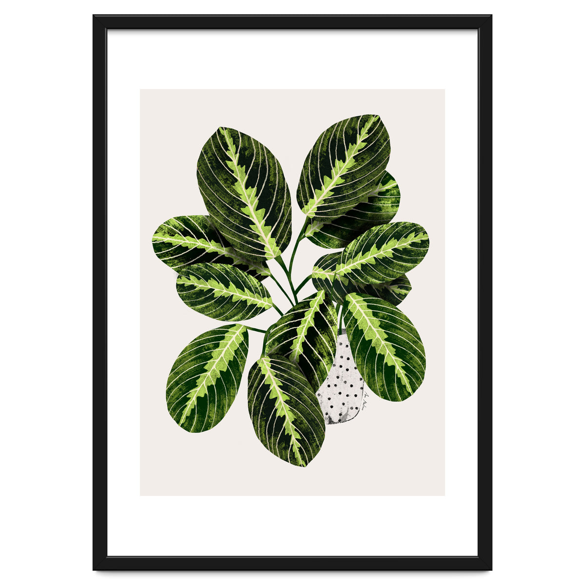 Maranta Plant