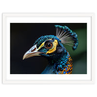 Close-up of a Peacock’s Head