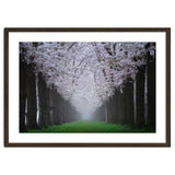 Cherry trees in the fog thumbnail