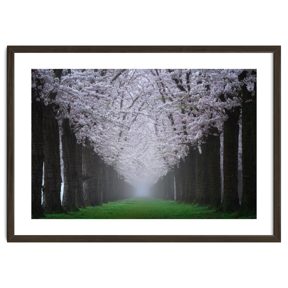 Cherry trees in the fog
