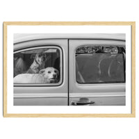 Dogs' cab