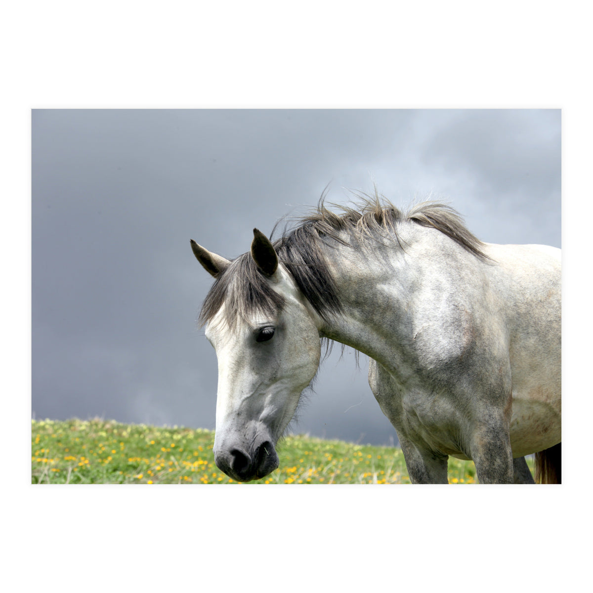 White Horse (Print Only)