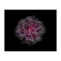 Backyard Flowers No 116 Color Version (Print Only)