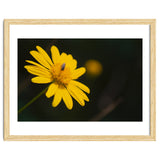 SUNFLOWER. thumbnail